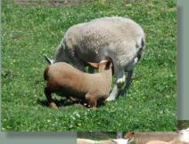 This cross is great for market lamb as well as a commercial ewe