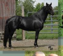 Actually Luc was still a stallion in this picture